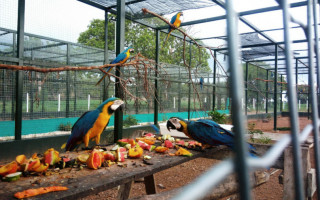  Araras estão entre os animais mais atendidos pelo Centro de Fauna do Tocantins -