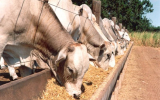 Proposta reduz a alíquota do ICMS de 7% para 4% para a venda de gado vivo a outros estados do País.
