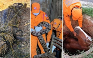 Durante o ano, centenas de animais foram resgatados pelos bombeiros militares no Tocantins