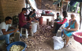 Famílias do Jalapão receberam oficinas de treinamento para aprenderem a beneficiar o jatobá