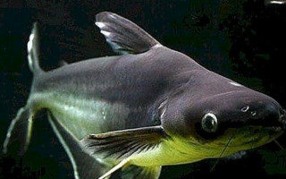 O peixe-panga é uma espécie exótica à fauna brasileira.