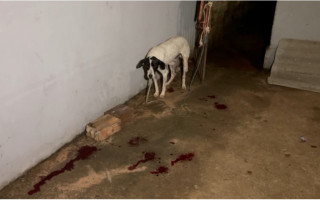 Cachorro foi baleado na perna e na barriga. 