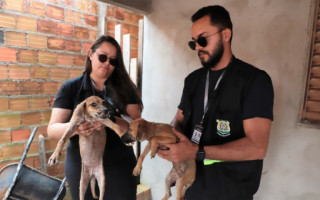  Fiscais do Meio Ambiente e Saúde com apoio da PC resgataram dois cães filhotes que estavam abandonados em uma casa