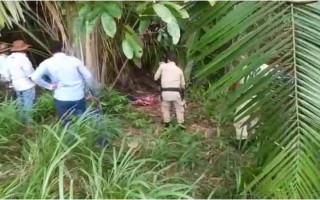 Vítima foi prensada pelo boi contra uma palmeira. 