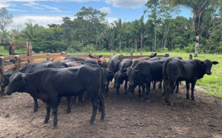 Prejuízo causado pode chegar a mais de R$ 300 mil