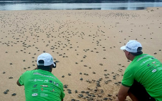 O Projeto Quelônios do Tocantins já devolveu à natureza mais de oito mil filhotes de tartaruga-da-amazônia