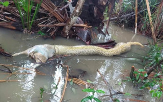 O cão da raça Americana foi parcialmente engolido pela cobra. 