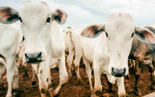 Com a suspensão da vacinação contra febre aftosa, a venda e a aplicação do produto estão proibidas no Tocantins 