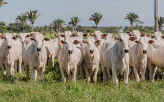 A expectativa é que seja declarado um rebanho de 10,8 milhões de bovídeos no Tocantins.