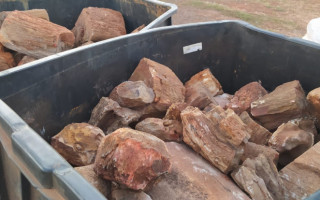 Fósseis vegetais têm elevado valor arqueológico e paleontológico 