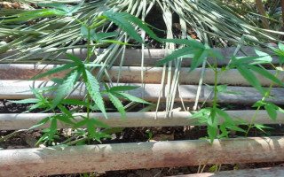 Pés de maconha foram plantados no quintal da casa de uma propriedade rural