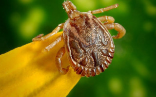 Febre maculosa provocou a morte de quatro pessoas nesta última semana.