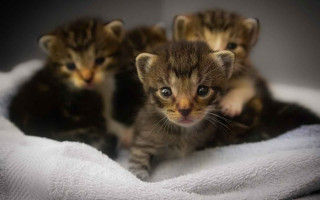 Justiça autorizou a retirada de 50 gatos de residência em Guaraí.