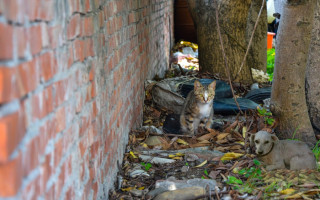 Recomendação aponta que os cuidados dos gatos e cachorros da cidade são realizadas por integrantes que fazem via redes sociais, sem qualquer amparo estatal.