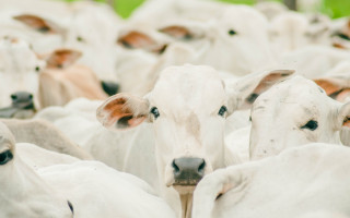 Ao todo, foram vacinados 591.172 bovinos e bubalinos.