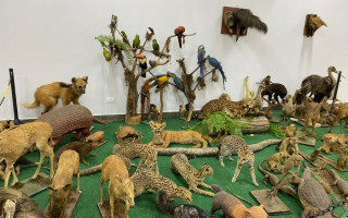 Cerca de 600 animais ficam expostos no salão para visitação do público.