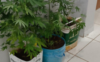 Com o autor, foram encontradas plantas análogas à maconha.