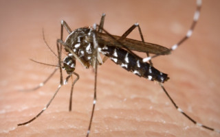 Entre os meses de janeiro a agosto, foram contabilizados 306 casos de Zika em todo o Estado.