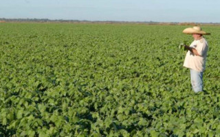 Soja continua sendo o carro-chefe do plantio de grãos no Tocantins.