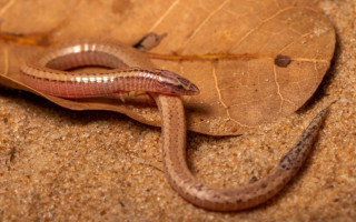Bachia psmophila, um réptil raro, foi descoberto em 1999 durante estudos de impacto ambiental da formação do reservatório da Usina Hidrelétrica Luis Eduardo Magalhães (ou Lajeado) em Tocantins.