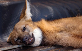 Loba é resgatada em Palmas 