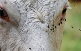 Infestação da mosca-dos-chifres causa prejuízos à produção de carne e leite.