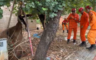 Bombeiros utilizaram um tripé para retirar o animal. 