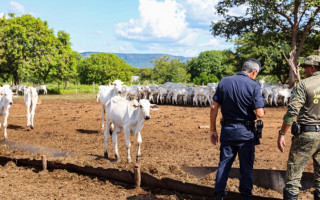 A Guarda Metropolitana de Palmas identificou 30 animais mortos.