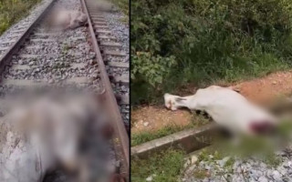 Animais foram atropelados pela locomotiva.
