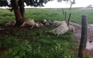 Animais morreram após descarga elétrica.