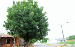 Nas áreas públicas, a retirada é de responsabilidade da prefeitura e, em terrenos particulares, o proprietário pode proceder com o corte