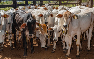 A prevenção e o controle da brucelose visa a manutenção da saúde animal e humana.