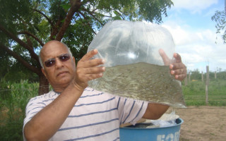 Peixe barrigudinho é aliado contra a dengue, zika e a chikungunya