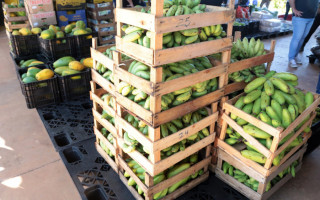  A Prefeitura de Araguaína investirá R$ 210 mil do Tesouro Municipal no programa e comprará até R$ 15 mil em produtos por agricultor.