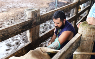 O programa Mais Pecuária Brasil é contínuo e Araguaína tem disponibilidade para ofertar anualmente a inseminação em 600 animais.