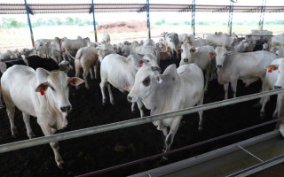 Alta do preço dos insumos motivou o produtor a buscar o aprimoramento da técnica de compostagem