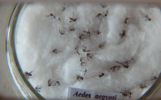 Mosquito transmissor da dengue. 