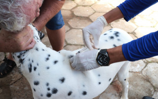 A vacina contra a raiva é a única forma de prevenção contra a doença, que é fatal para cães e gatos e ainda pode ser passada para humanos