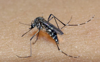 Mosquito Aedes aegypti é o transmissor da dengue, zika e chikungunya.