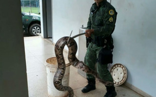 Cobra foi capturada pela Polícia Ambiental.