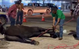Animal caiu e morreu no meio da rua em Gurupi 