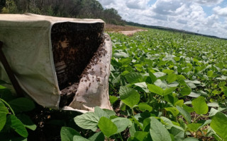 O uso da tecnologia na lavoura pode aumentar uma média de 12% na produtividade da soja