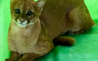 Gato do mato da espécie mourisco vermelho, também conhecido como Jaguarundi.
