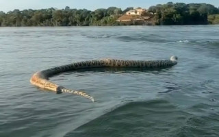 Cobra morta foi filmada no lago em Porto Nacional 