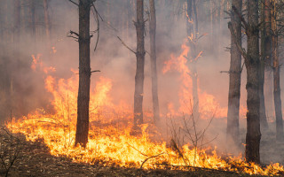 Fogo afetou área equivalente a 260 campos de futebol 