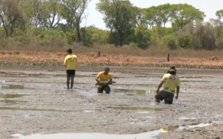 Peixes agonizam na ilha do Bananal, no Tocantins