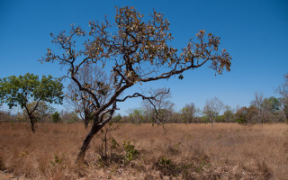 Nos próximos três dias, de acordo com a localização no Estado, a previsão indica temperaturas entre 34,65ºC e 42,34ºC