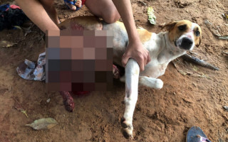 Animal ficou muito machucado devido aos golpes que recebeu