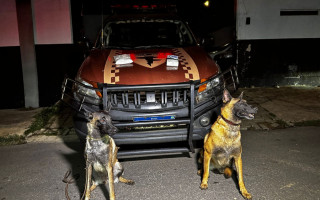 Cães Farejadores, Aira e Horus atuam na 