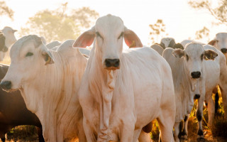 Ações da Adapec contribuíram para crescimento e desenvolvimento do agronegócio 